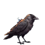 Kawka Kominowa